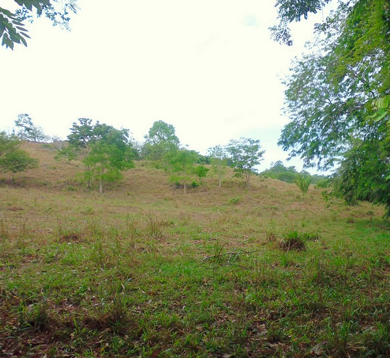 Chepigana