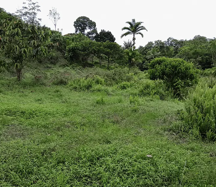 La Pintada