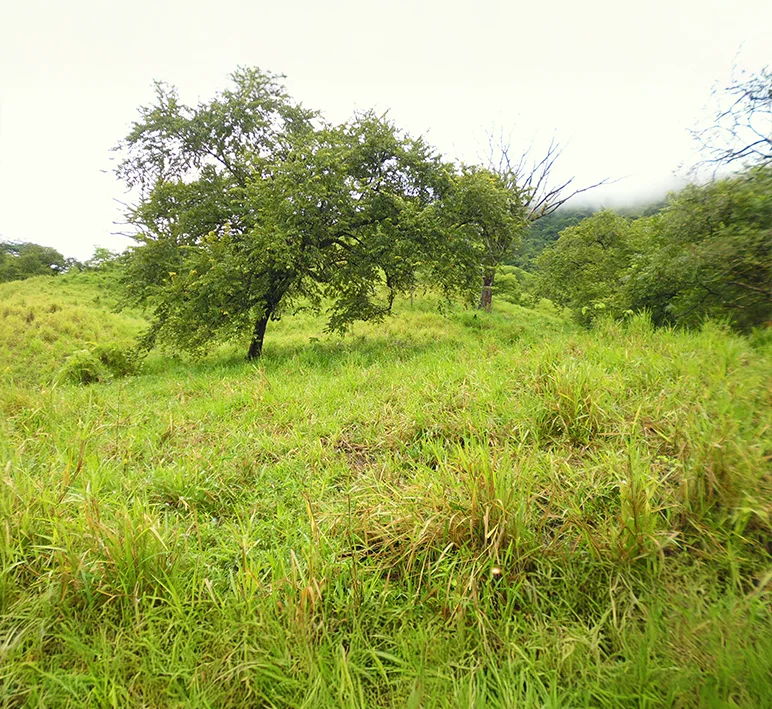 Tonosí - Imagen 3