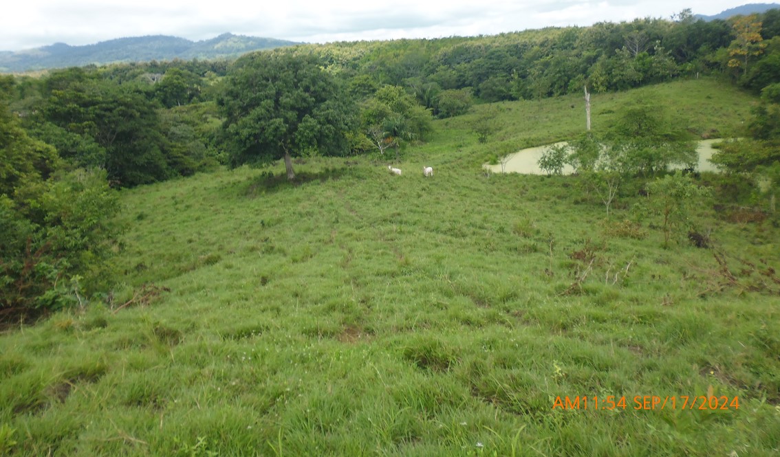 Pinogana - Imagen 3