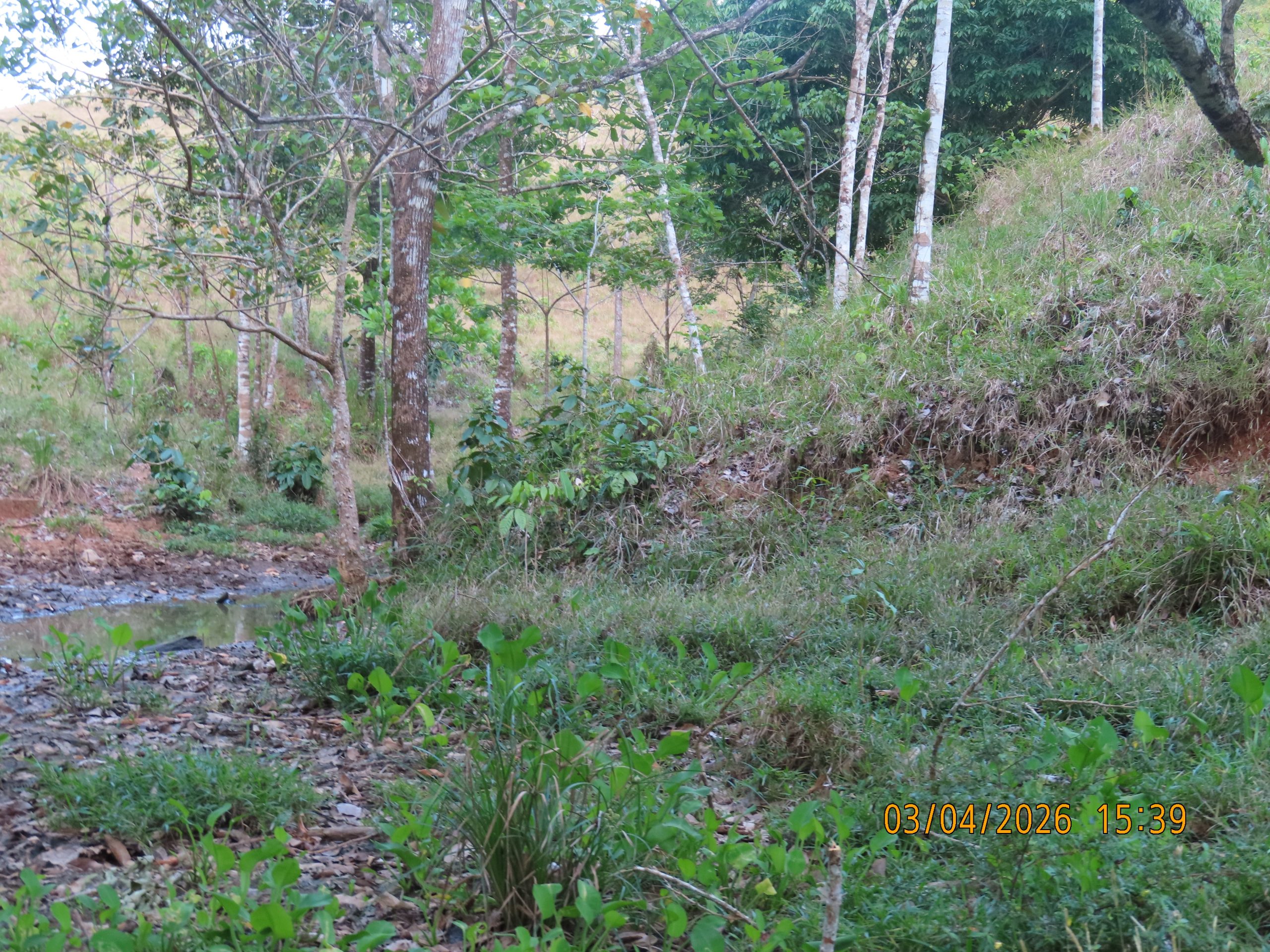Río Congo Arriba - Imagen 3