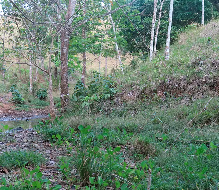 Río Congo Arriba - Imagen 4