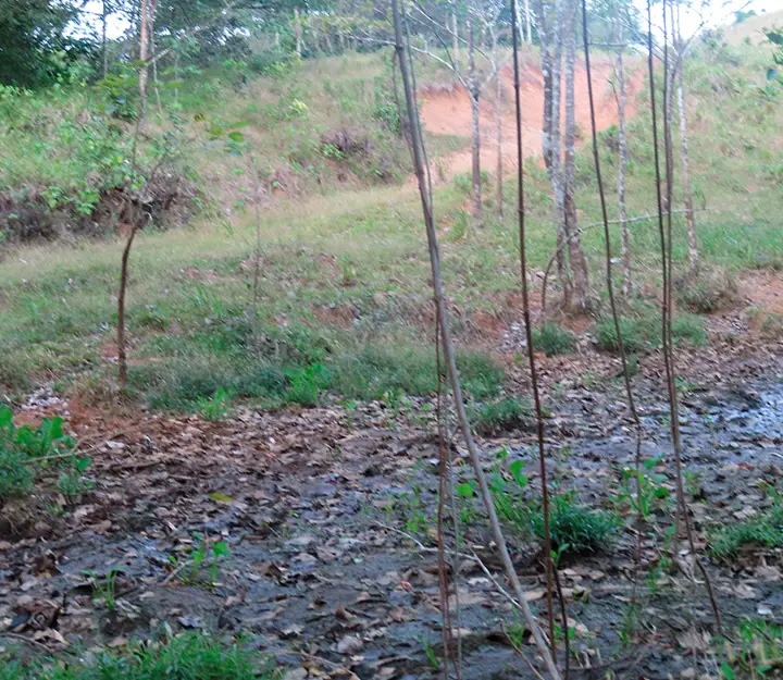 Río Congo Arriba - Imagen 6