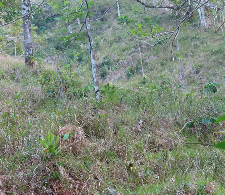 Río Congo Arriba - Imagen 2