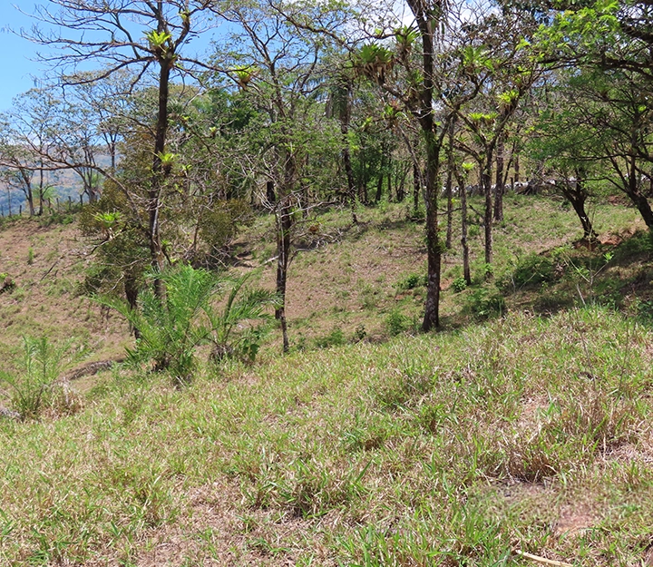 Gualaca - Imagen 3
