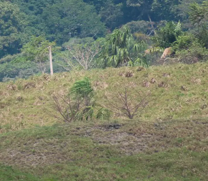 CUCUNATÍ - Imagen 4