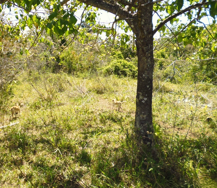 Soná