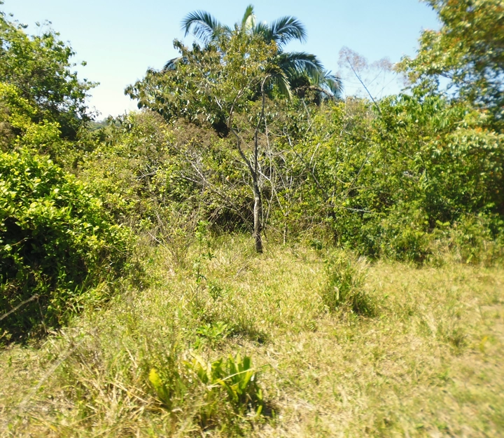 Soná - Imagen 5