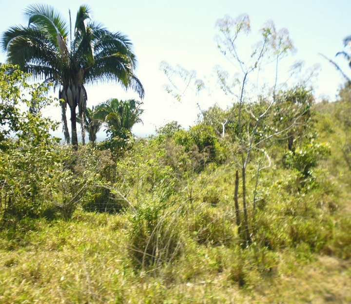 Soná - Imagen 4