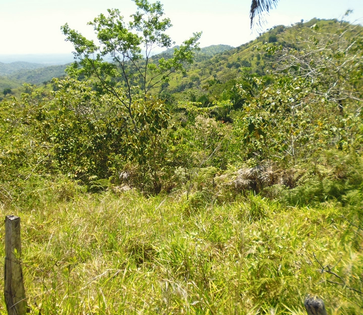 Soná - Imagen 3